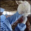 Bird flu checks