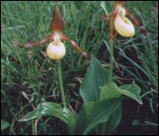 Lady's slipper orchid. Peter Wakely/English Nature