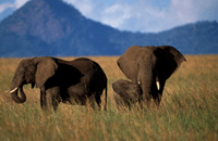Wild elephants