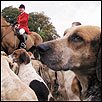 Fox hunters