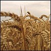 Field of wheat