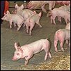Piglets