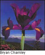 Flower and Landscape. Artwork by Bryan Charnley